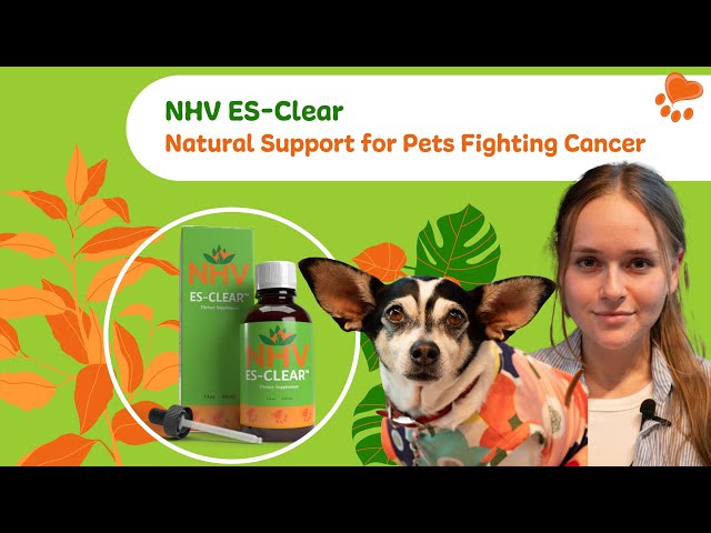 border collie old dog's hair falling out in clumps