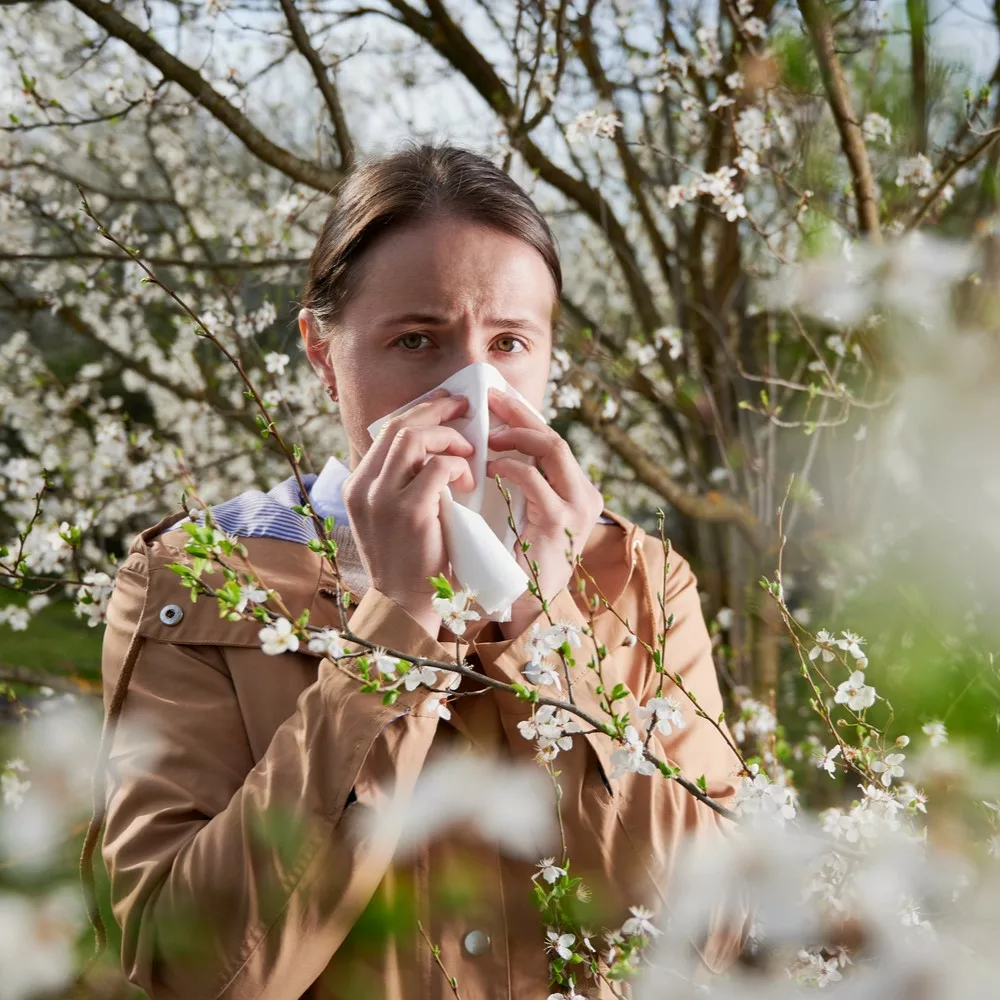 Woman allergic suffering from seasonal allergy at spring, posing in blossoming garden at springtime. Young woman sneezing and blowing nose among blooming trees. Spring allergy concept. Allergic Rhinitis During Ramadan Fasting.